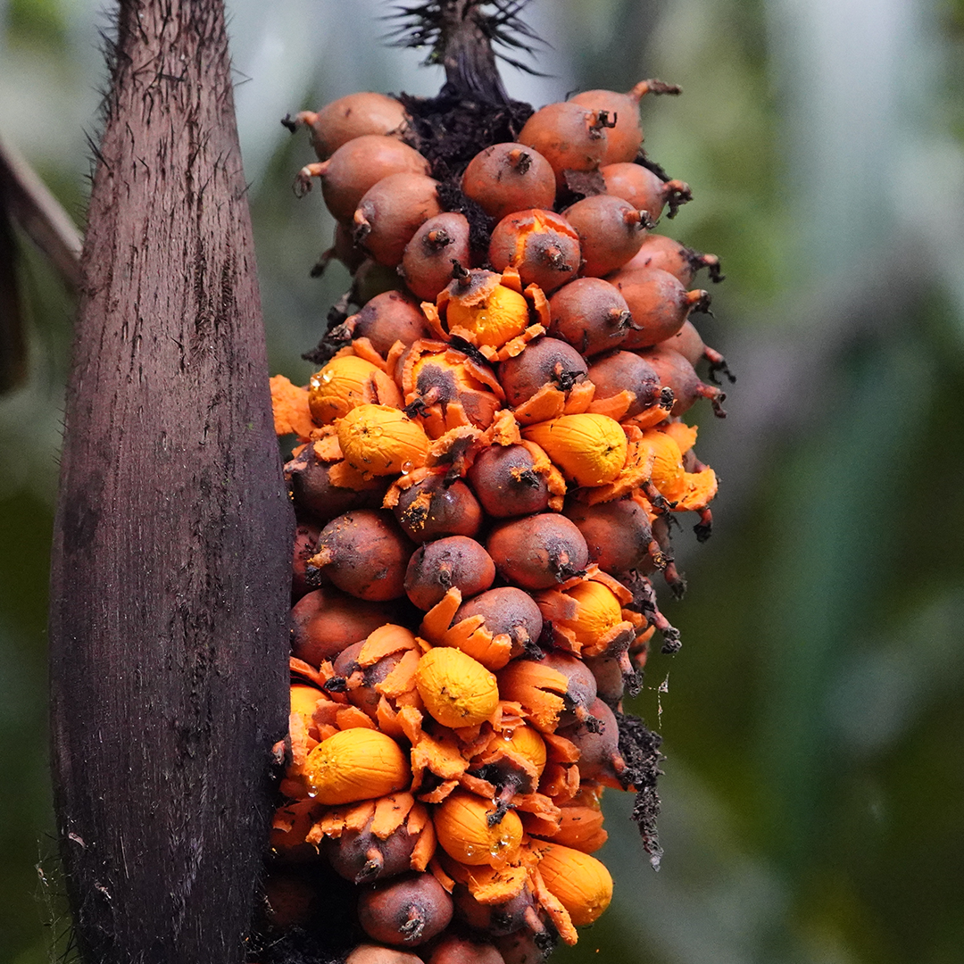 Murumuru Seed Butter